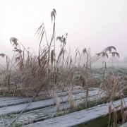 <p>cold</p>