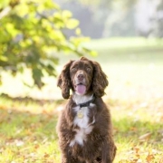 <p>outside pet portrait</p>