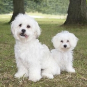 <p>dog photography</p>