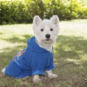 <p>mans best friend</p>