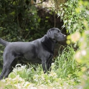 <p>handsome lab</p>