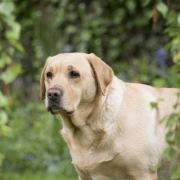 <p>golden boy</p>