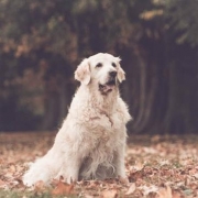 <p>beauitful image of dog</p>