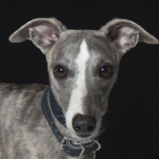 <p>dog photography</p>