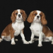 <p>best pals</p>