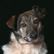 <p>Gladwells dog show winner</p>