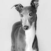 <p>handsome Pip</p>