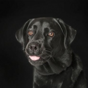 <p>Stunning Black lab</p>