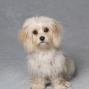 <p>Gladwells dog show in store promotion</p>