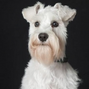 <p>pet picture</p>
